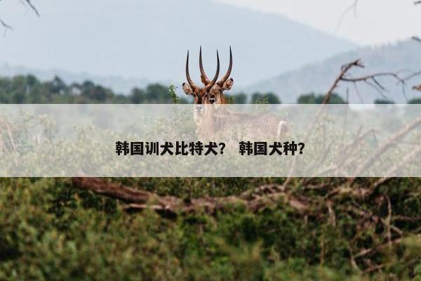 韩国训犬比特犬？ 韩国犬种？