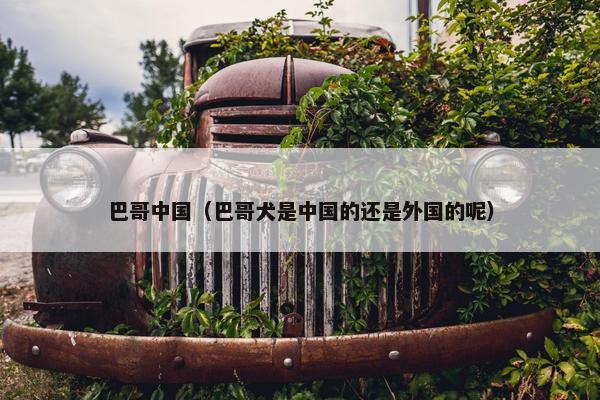 巴哥中国（巴哥犬是中国的还是外国的呢）