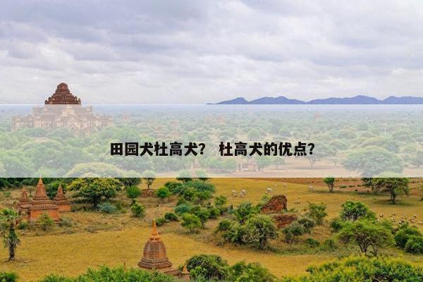 田园犬杜高犬？ 杜高犬的优点？