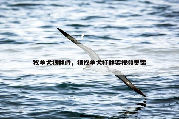 牧羊犬狼群峙，狼牧羊犬打群架视频集锦