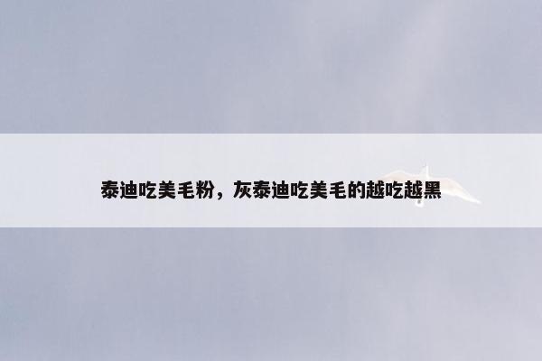 泰迪吃美毛粉，灰泰迪吃美毛的越吃越黑