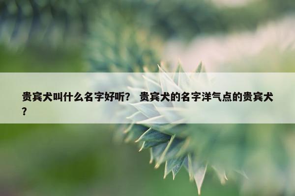 贵宾犬叫什么名字好听？ 贵宾犬的名字洋气点的贵宾犬？