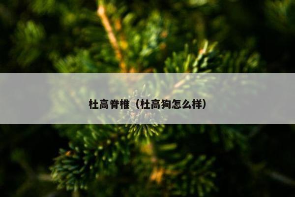 杜高脊椎（杜高狗怎么样）