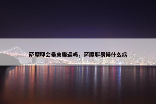 萨摩耶会带来霉运吗，萨摩耶易得什么病