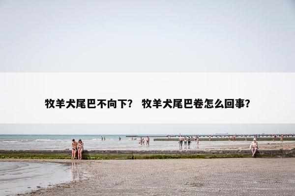 牧羊犬尾巴不向下？ 牧羊犬尾巴卷怎么回事？