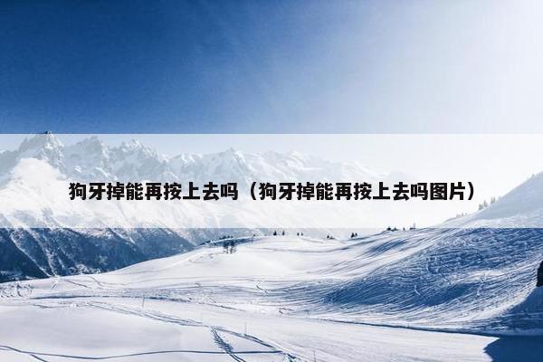 狗牙掉能再按上去吗（狗牙掉能再按上去吗图片）