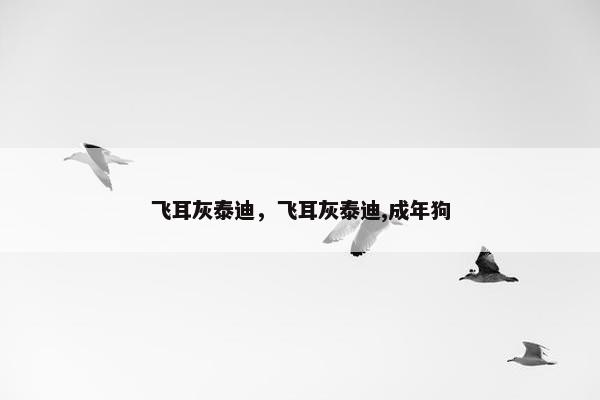 飞耳灰泰迪，飞耳灰泰迪,成年狗