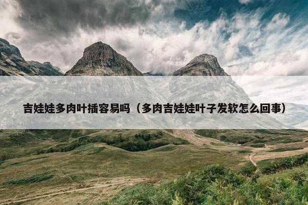 吉娃娃多肉叶插容易吗（多肉吉娃娃叶子发软怎么回事）