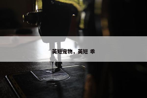 英短宠物，英短 乖