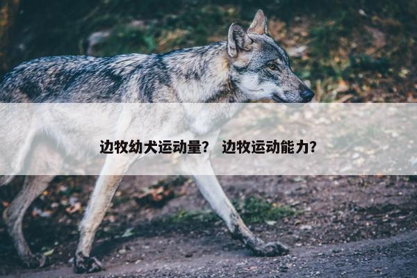 边牧幼犬运动量？ 边牧运动能力？