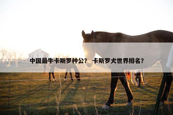 中国最牛卡斯罗种公？ 卡斯罗犬世界排名？