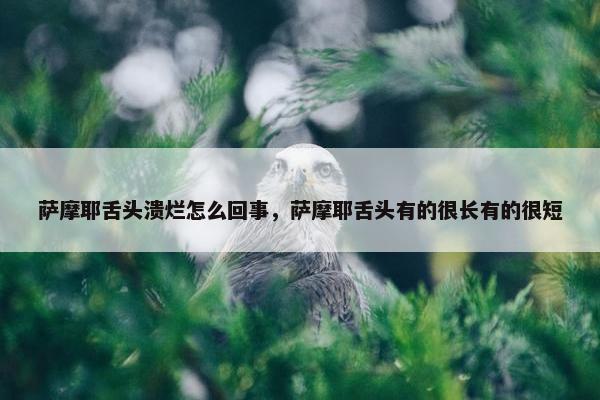 萨摩耶舌头溃烂怎么回事，萨摩耶舌头有的很长有的很短