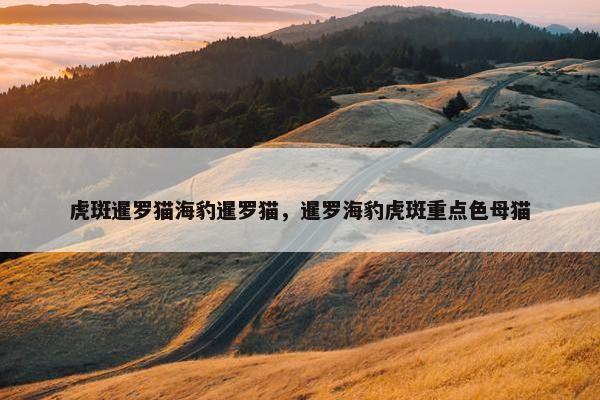 虎斑暹罗猫海豹暹罗猫，暹罗海豹虎斑重点色母猫