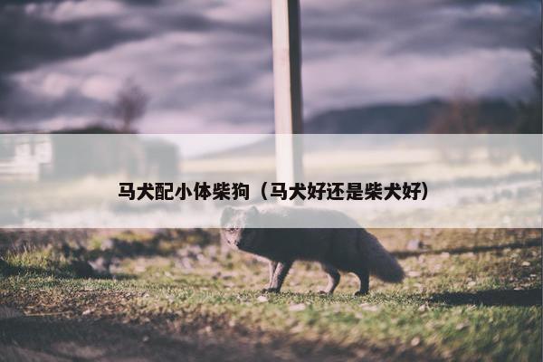 马犬配小体柴狗（马犬好还是柴犬好）