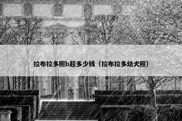 拉布拉多照b超多少钱（拉布拉多幼犬照）