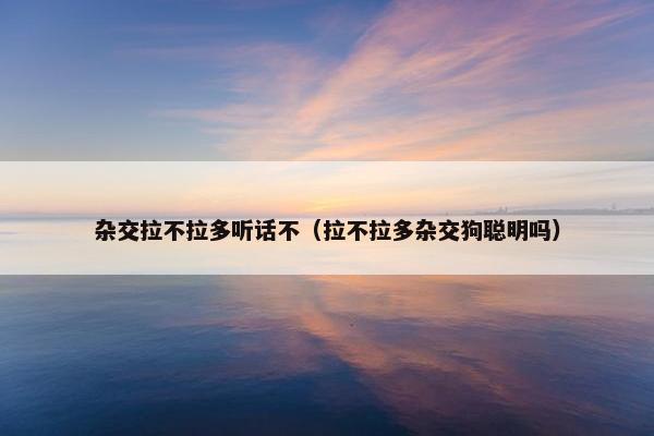 杂交拉不拉多听话不（拉不拉多杂交狗聪明吗）