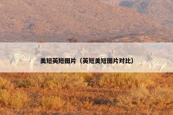 美短英短图片（英短美短图片对比）