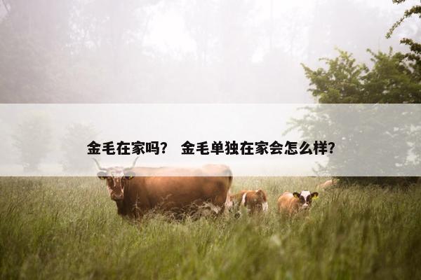 金毛在家吗？ 金毛单独在家会怎么样？
