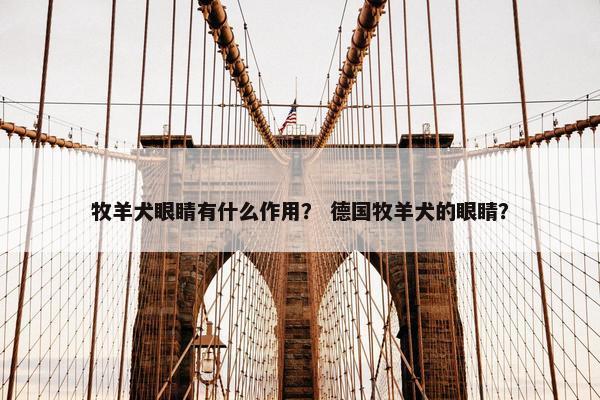 牧羊犬眼睛有什么作用？ 德国牧羊犬的眼睛？