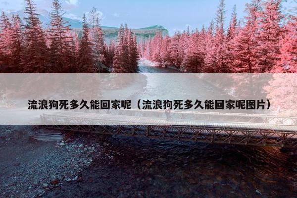 流浪狗死多久能回家呢(流浪狗死多久能回家呢图片) 流浪狗死多久能回家呢(流浪狗死多久能回家呢图片)