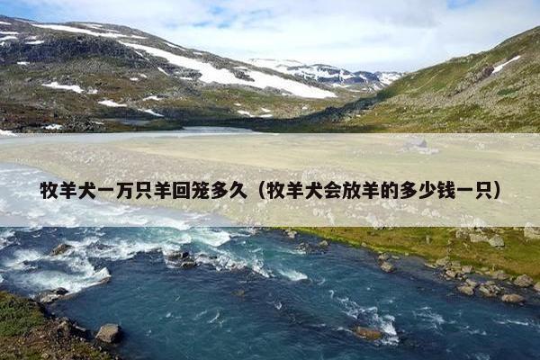 牧羊犬一万只羊回笼多久(牧羊犬会放羊的多少钱一只) 牧羊犬一万只羊回笼多久(牧羊犬会放羊的多少钱一只)