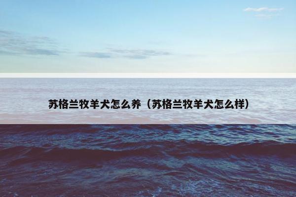 苏格兰牧羊犬怎么养（苏格兰牧羊犬怎么样）