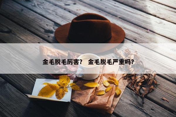 金毛脱毛厉害? 金毛脱毛严重吗? 金毛脱毛厉害? 金毛脱毛严重吗?