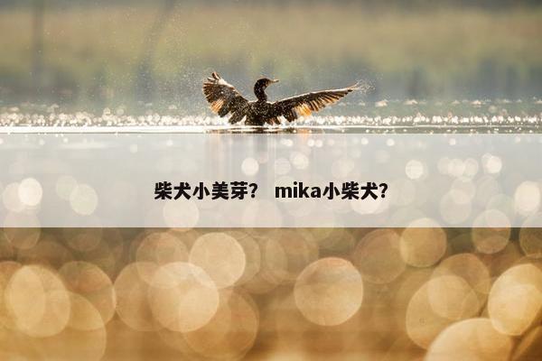柴犬小美芽？ mika小柴犬？