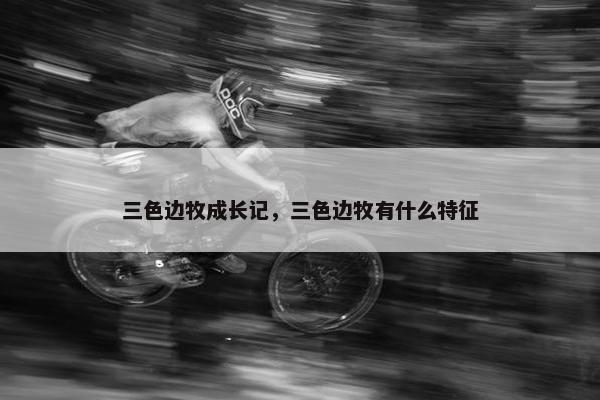 三色边牧成长记，三色边牧有什么特征