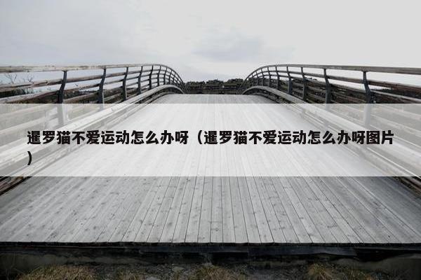 暹罗猫不爱运动怎么办呀（暹罗猫不爱运动怎么办呀图片）