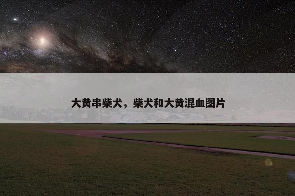 大黄串柴犬，柴犬和大黄混血图片