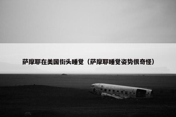 萨摩耶在美国街头睡觉（萨摩耶睡觉姿势很奇怪）