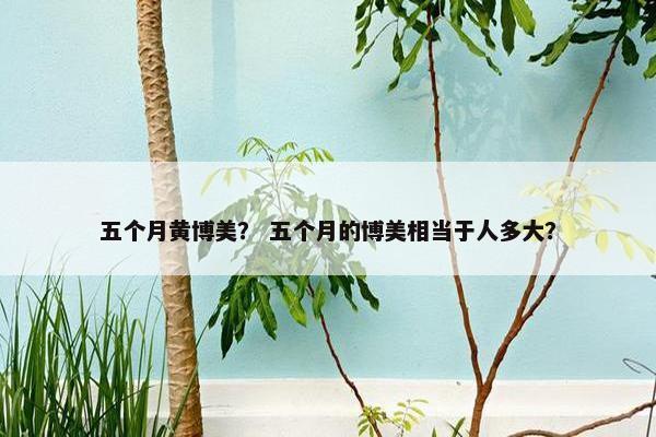 五个月黄博美？ 五个月的博美相当于人多大？