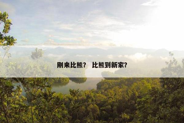 刚来比熊？ 比熊到新家？