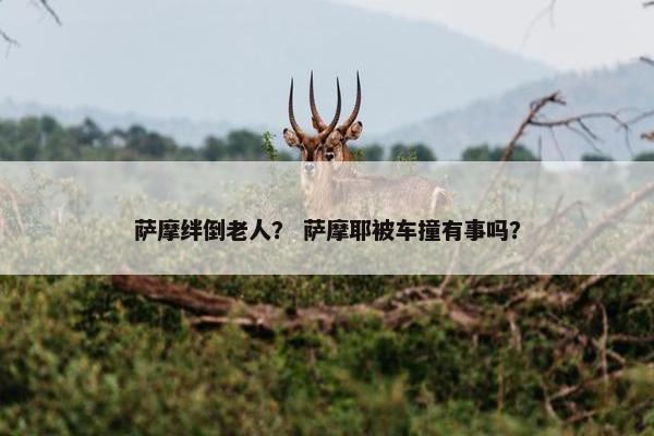 萨摩绊倒老人？ 萨摩耶被车撞有事吗？