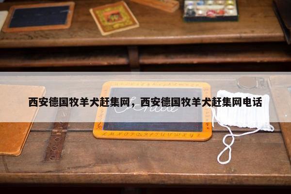 西安德国牧羊犬赶集网，西安德国牧羊犬赶集网电话