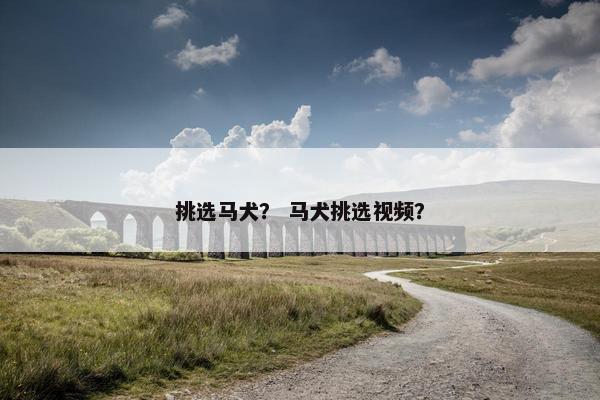 挑选马犬？ 马犬挑选视频？