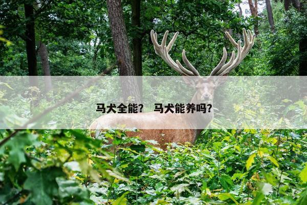 马犬全能？ 马犬能养吗？