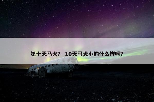 第十天马犬？ 10天马犬小的什么样啊？