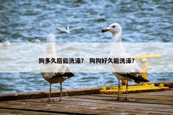 狗多久后能洗澡？ 狗狗好久能洗澡？