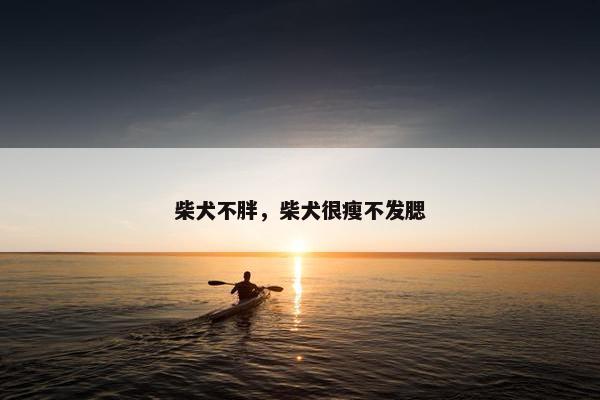 柴犬不胖，柴犬很瘦不发腮