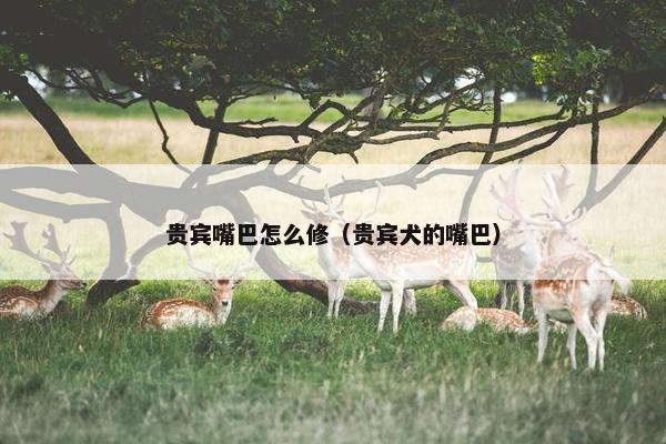 贵宾嘴巴怎么修（贵宾犬的嘴巴）