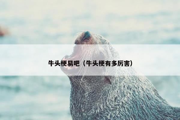 牛头梗易吧（牛头梗有多厉害）