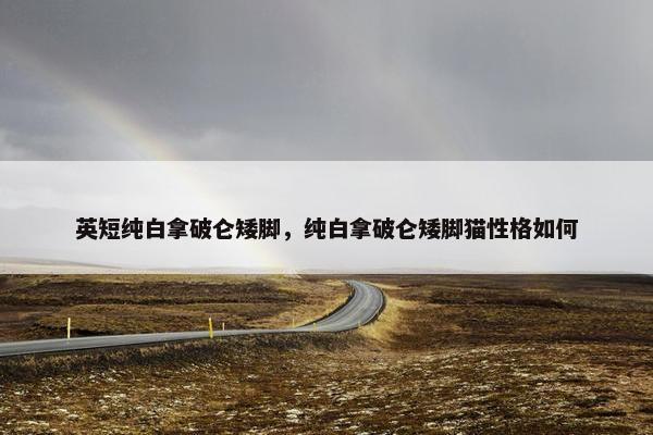 英短纯白拿破仑矮脚，纯白拿破仑矮脚猫性格如何