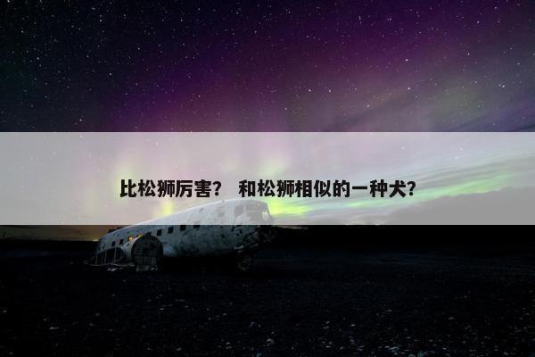 比松狮厉害？ 和松狮相似的一种犬？