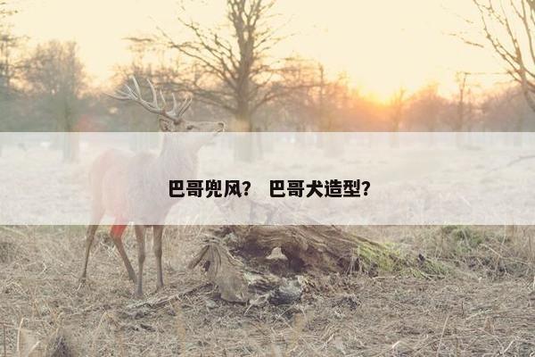 巴哥兜风？ 巴哥犬造型？