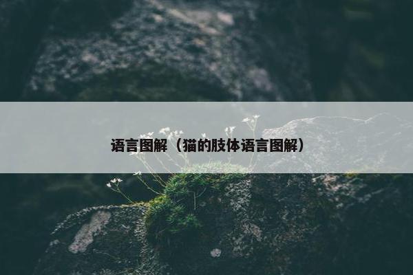 语言图解（猫的肢体语言图解）
