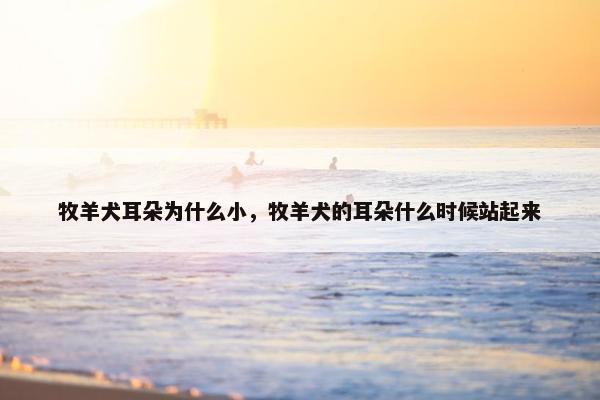 牧羊犬耳朵为什么小，牧羊犬的耳朵什么时候站起来