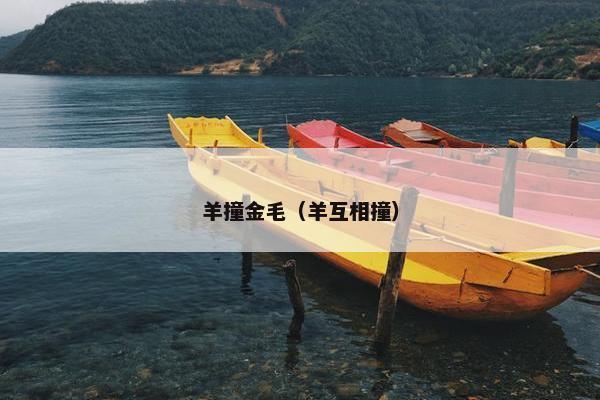 羊撞金毛（羊互相撞）