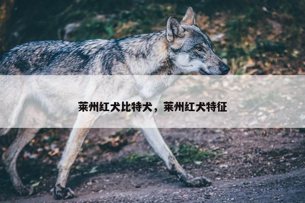 莱州红犬比特犬，莱州红犬特征